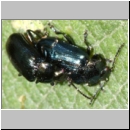 Phratora sp - Blattkaefer 01c 6mm.jpg